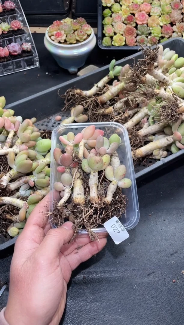 027芒果奶      大       量拍