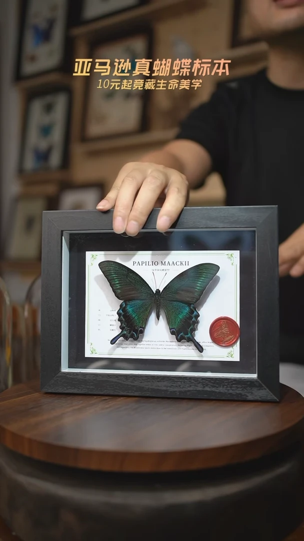 有机玻璃绿带翠凤蝶夏型8寸黑框国风版