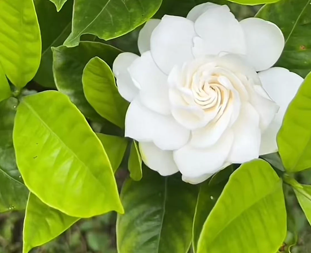 四季常青栀子花带花苞阳台庭院绿化植物浓香型植物重瓣花原盆发货