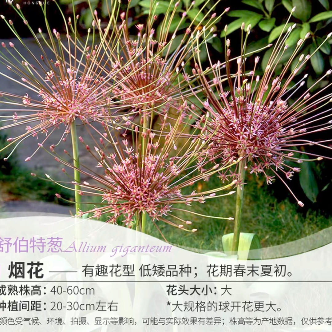 烟花 大花葱种球