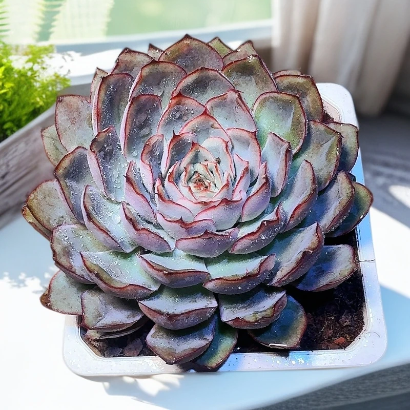 71多肉植物（猎户座）直播展示 裸根