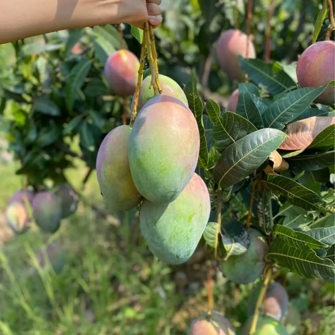 2攀枝花凯特芒新鲜现摘热带水果多肉爆汁当季芒果