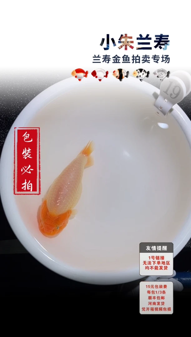 金鱼包装必拍未拍顺丰到付19号