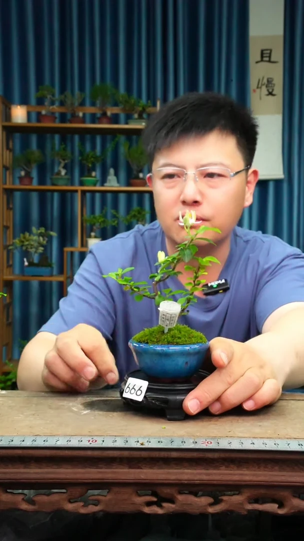 无花朵苔藓微景观666号