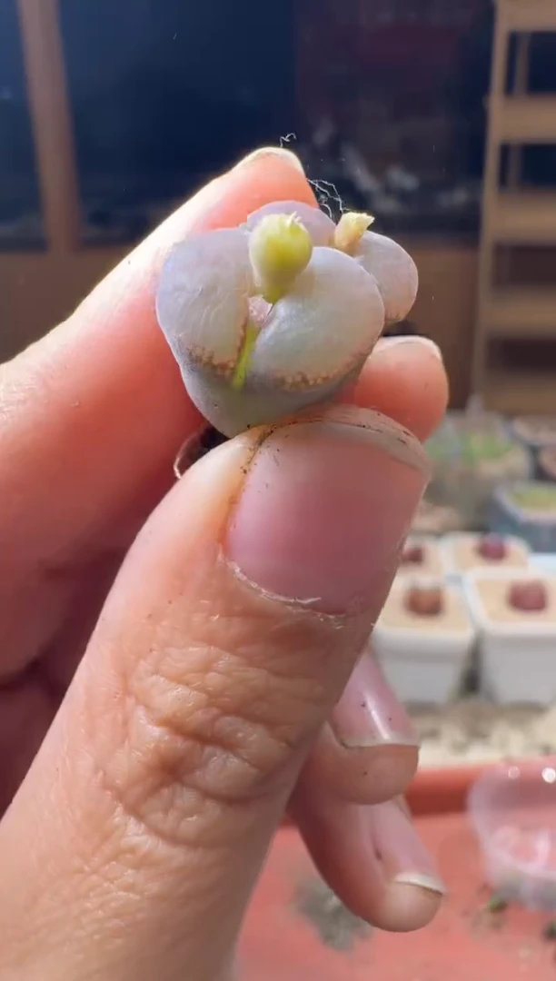 20-290多肉植物肉锥