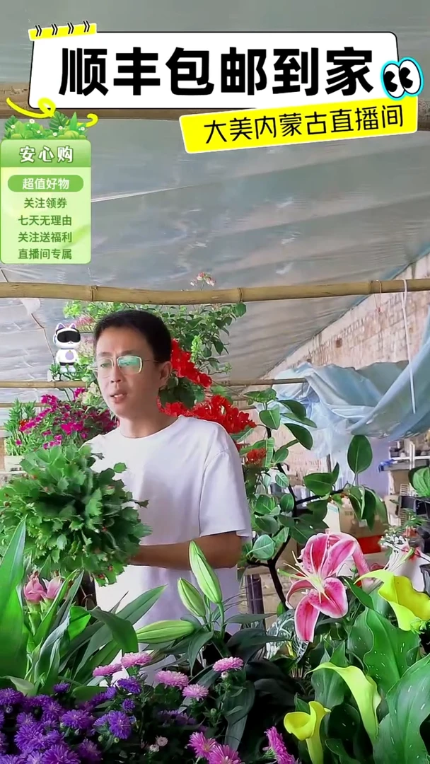 完全开放蟹爪兰大盆