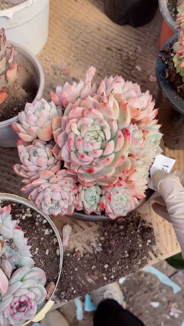 【闪购商品】12326