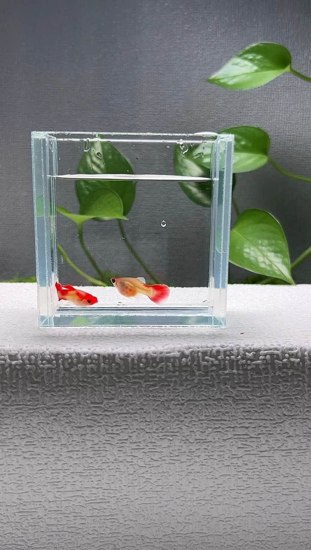 孔雀鱼阿浩孔雀鱼