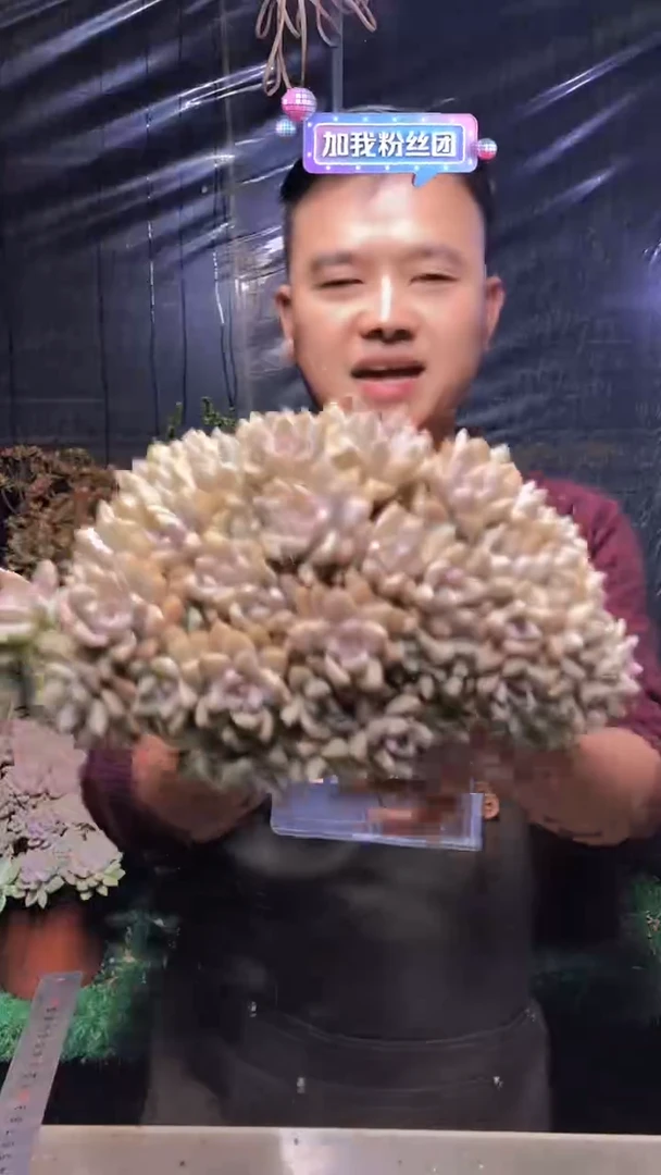 157淡雪缀化（一物一拍）