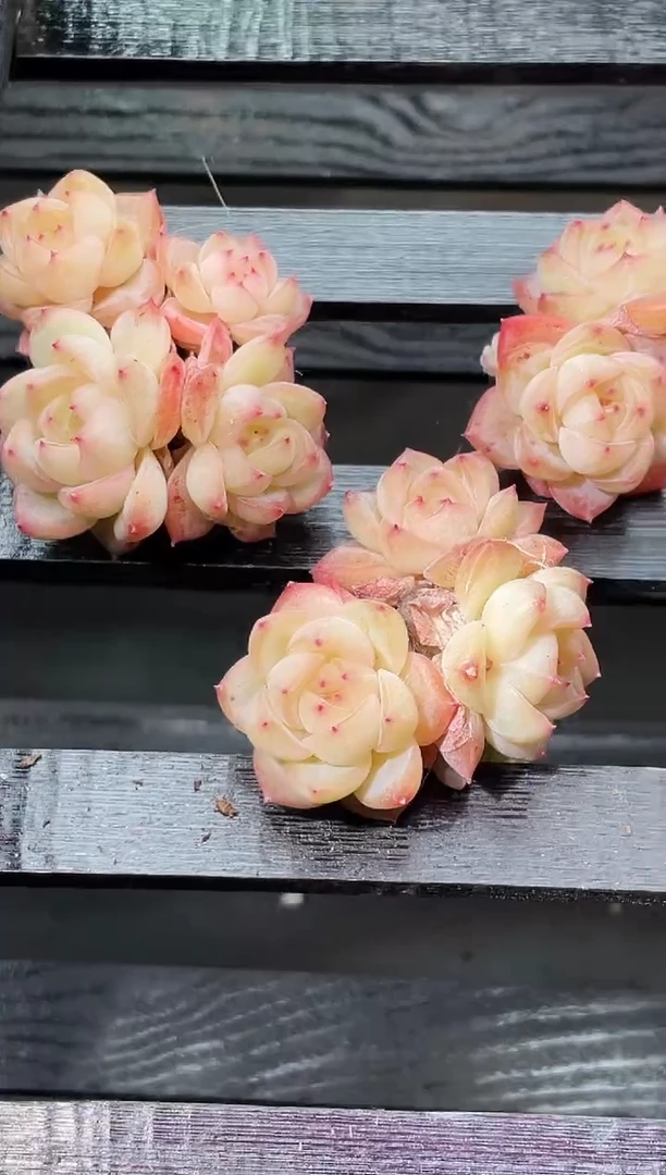 17-70 蜜系列果冻群3-4厘米不包整散量拍发一颗