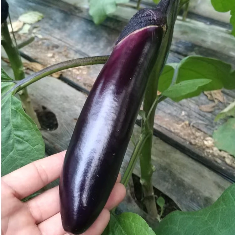 新鲜现摘紫把茄子包邮紫皮当季蔬菜
