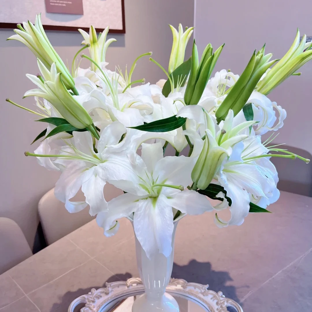 【云裳花园】西伯利亚香水白百合鲜花基地直发花材包邮--到货先醒花