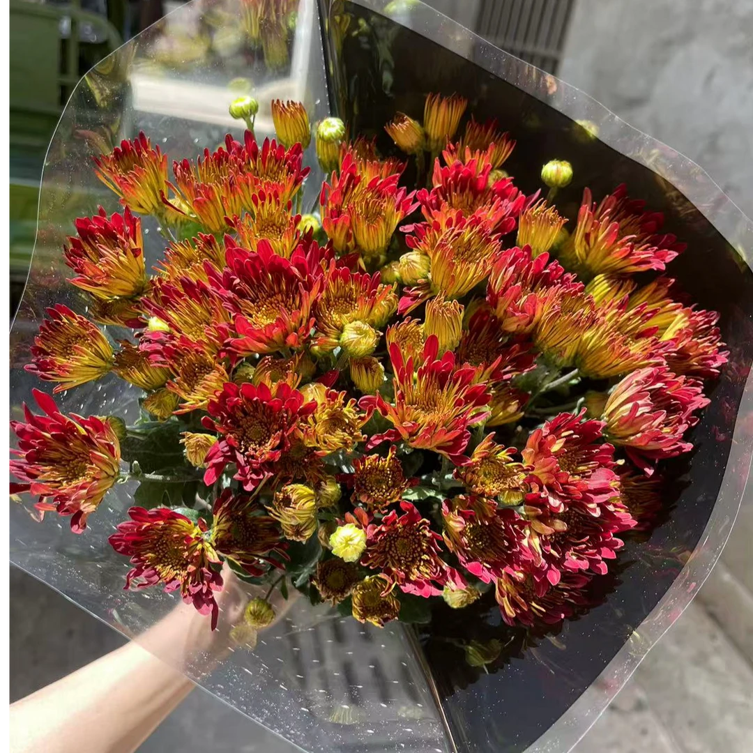 新品 红枫小菊 小雏菊全店任意4单一个运费