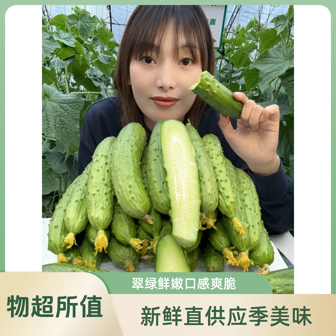 新鲜现摘旱黄瓜清甜脆嫩多汁可生吃的水果蔬菜顺丰包邮
