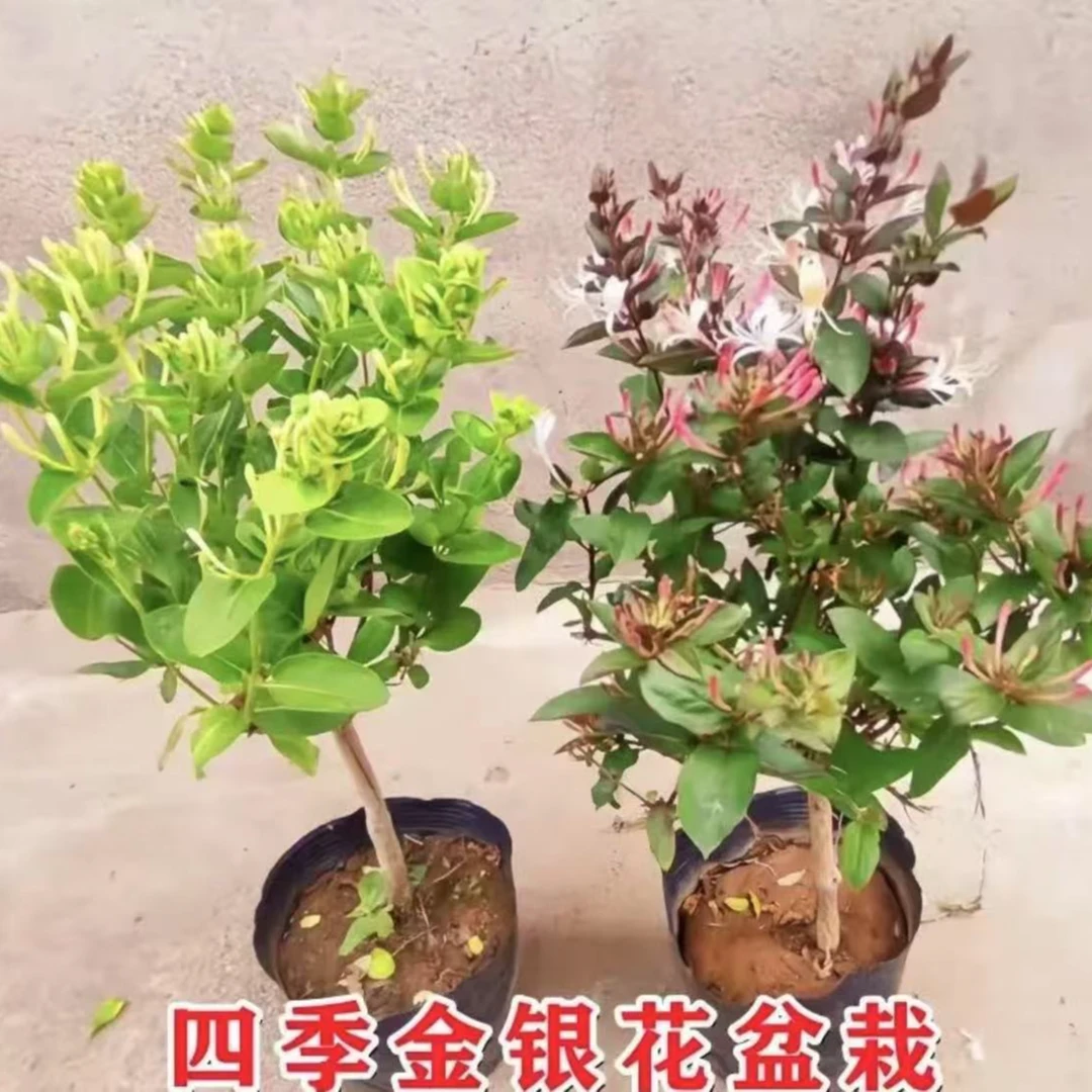 【四季金银花苗】四季多彩红色黄白色金银花盆栽地栽阳台庭院种植