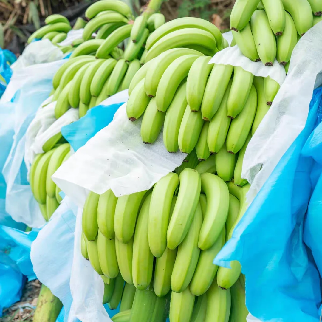 【绿皮变软可食用】高山青皮甜香蕉买3斤送3斤新鲜香甜当季水果