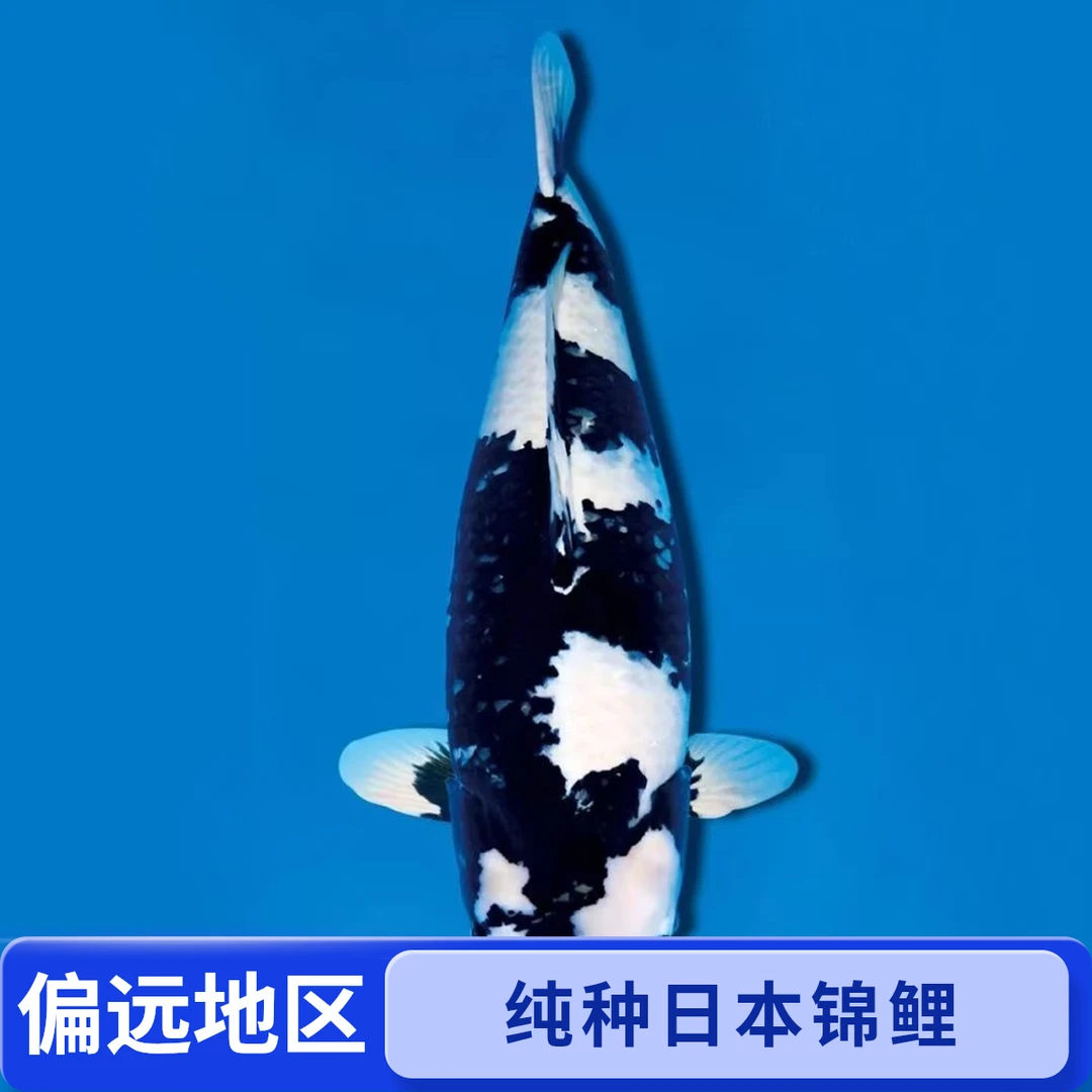 泽铭锦鲤波波偏远地区