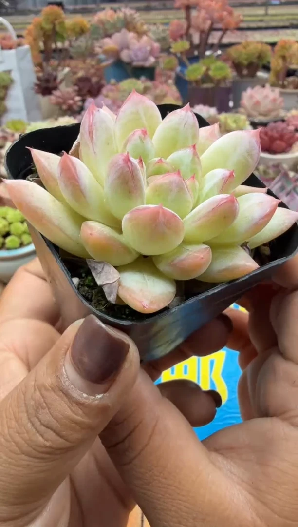 东云多肉园二店-359