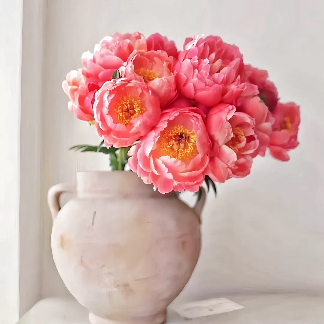 【今喜花舍】（芍药）落日珊瑚  0°以下地区记得拍保温棉哦！！！