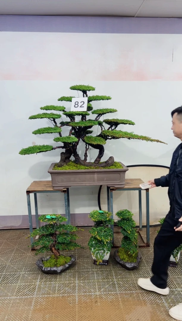 无花朵造型盆景一物一拍