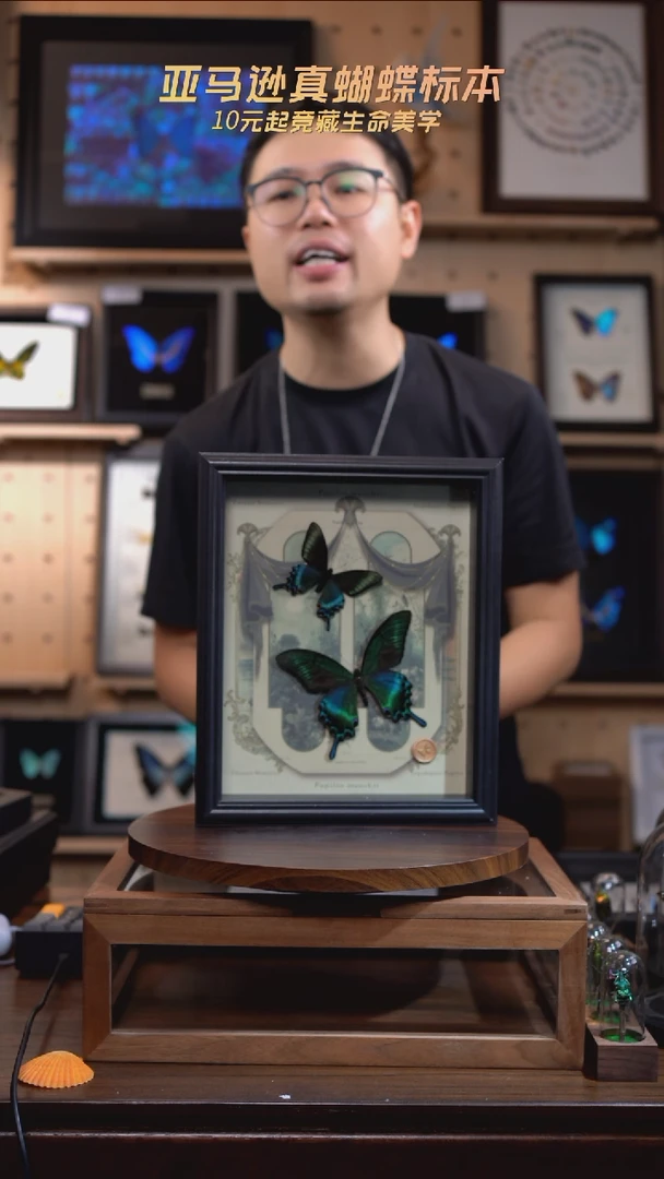 绿带翠凤蝶春夏型组合复古窗花款