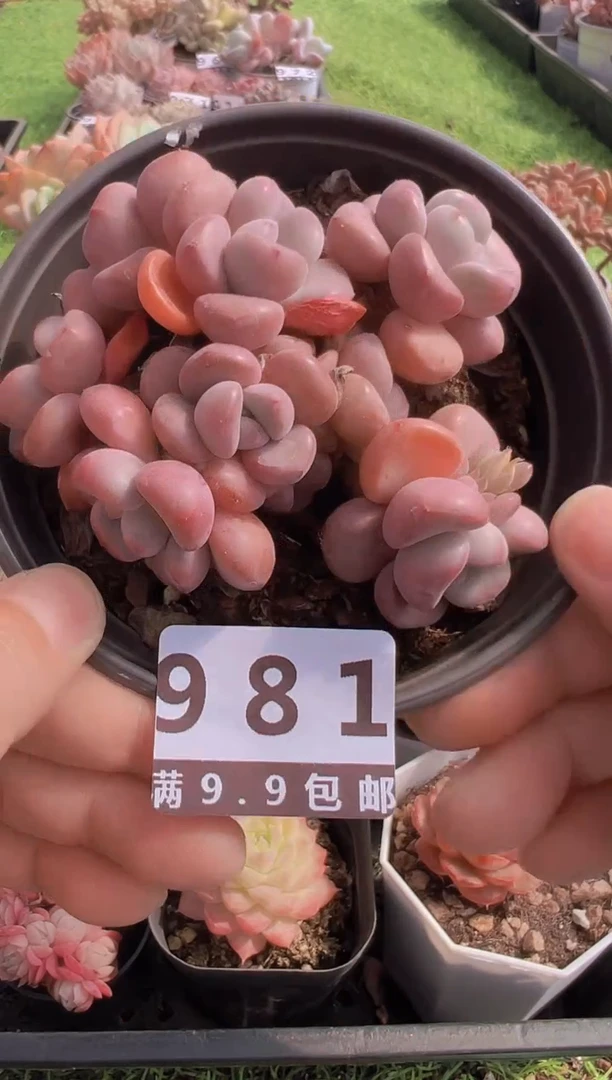 【闪购商品】信福多肉一物一拍