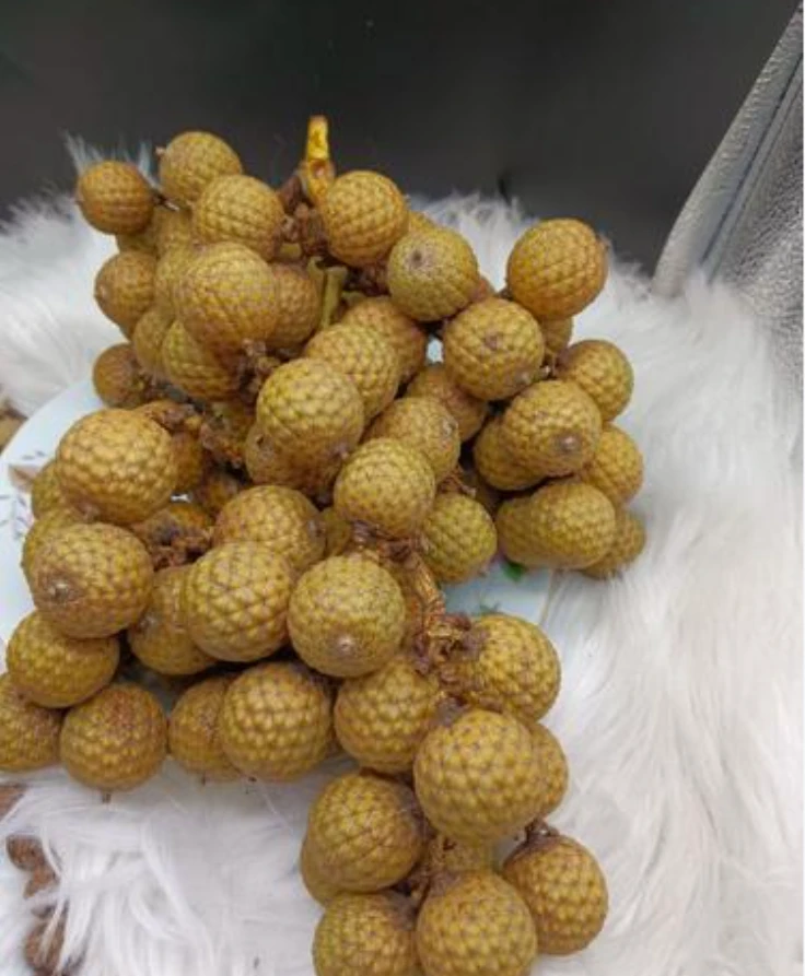 D24海南原生态星月菩提直播间改价链接