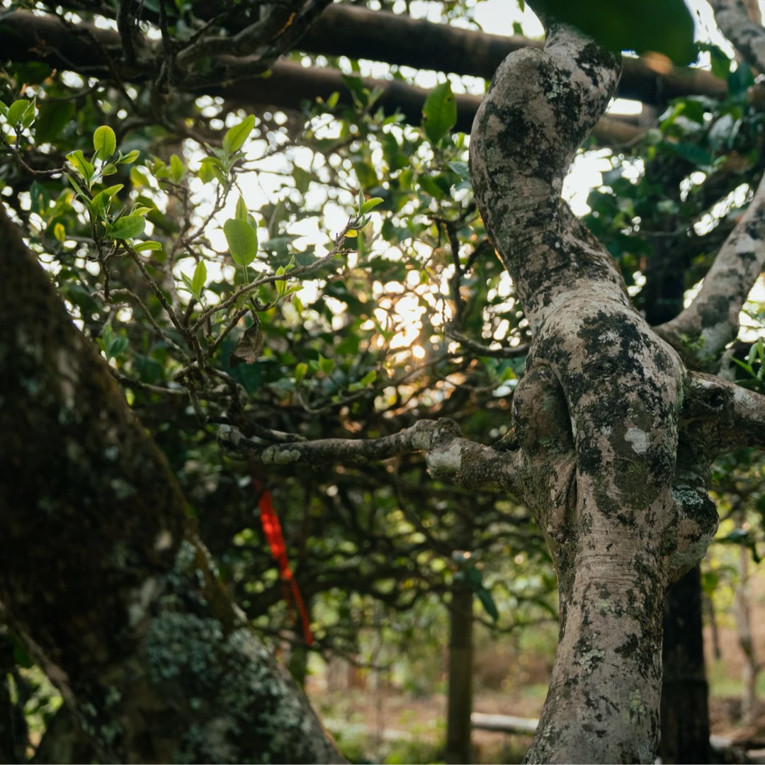 冰岛老寨2025广场周边 古树 幽远  持久