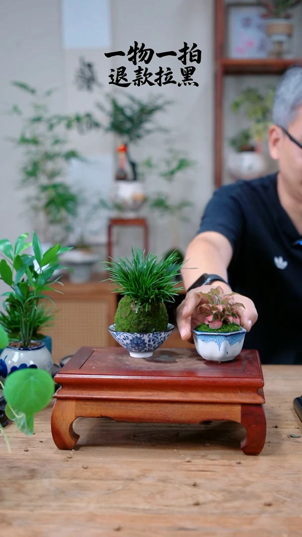 完全开放绿**杯菖蒲+网纹草570