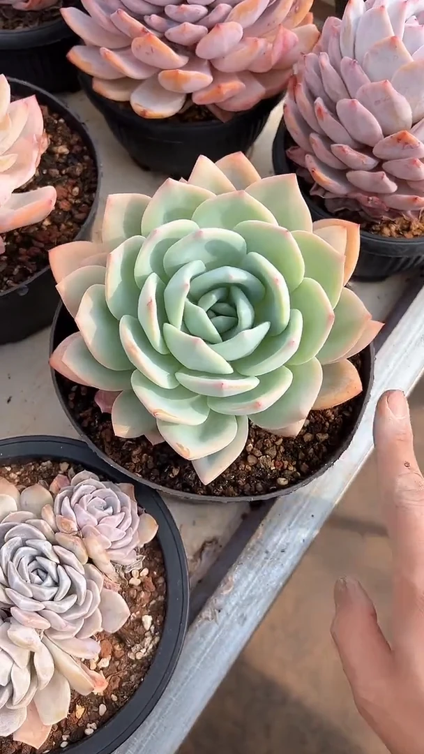 【闪购商品】老桩单头凤橙多肉