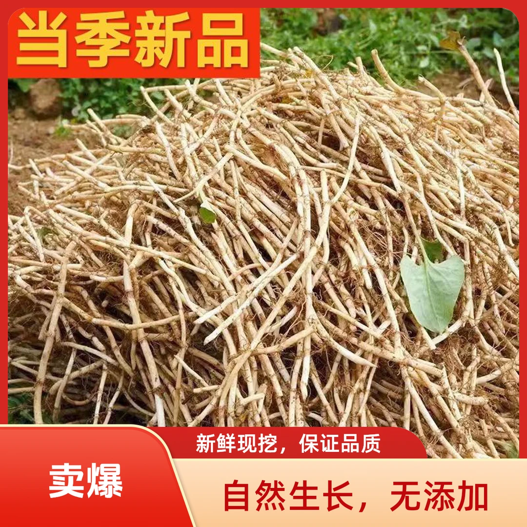 【Babe专属】新鲜现挖带泥鱼腥草鲜嫩折耳根节节根凉拌下饭