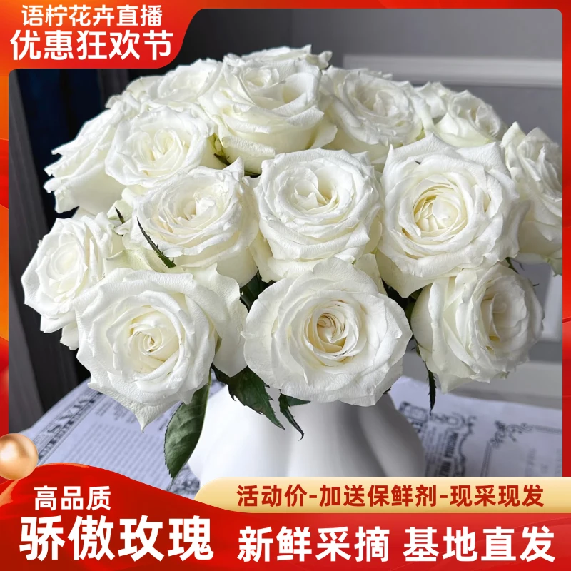 （一单包邮) 骄傲玫瑰 [当天采摘] 云南昆明鲜花基地直发