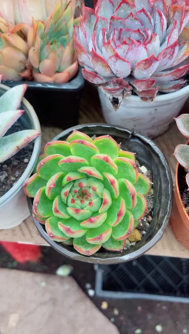 小**奇18069多肉植物一物一拍
