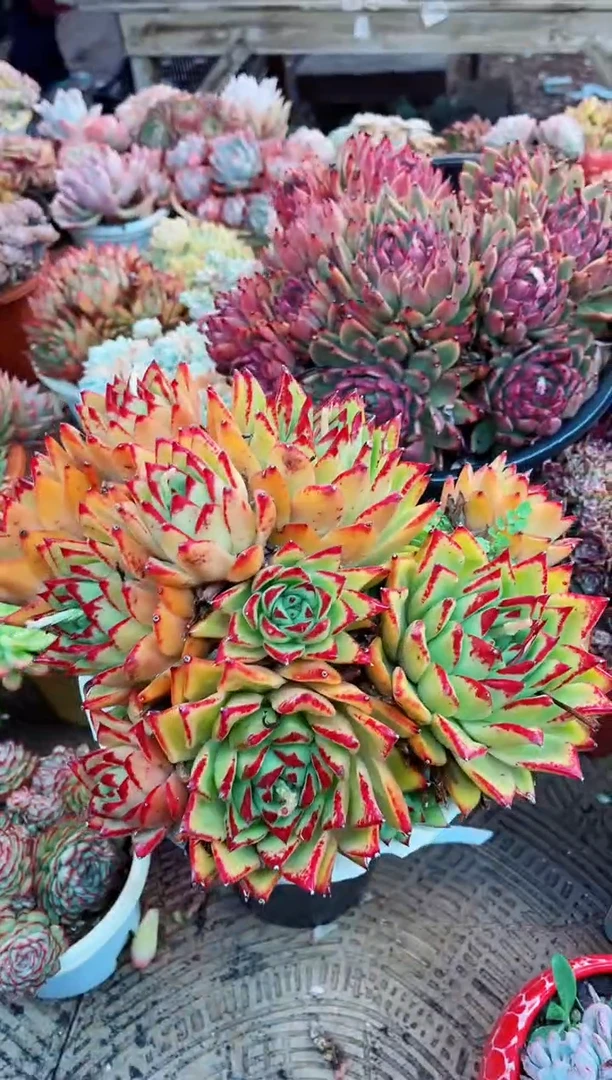 【闪购商品】04166