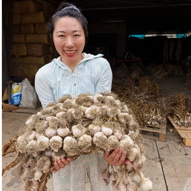 【精品大果】2025紫皮大蒜辽宁耿庄四六瓣大蒜老品种春蒜可做蒜种