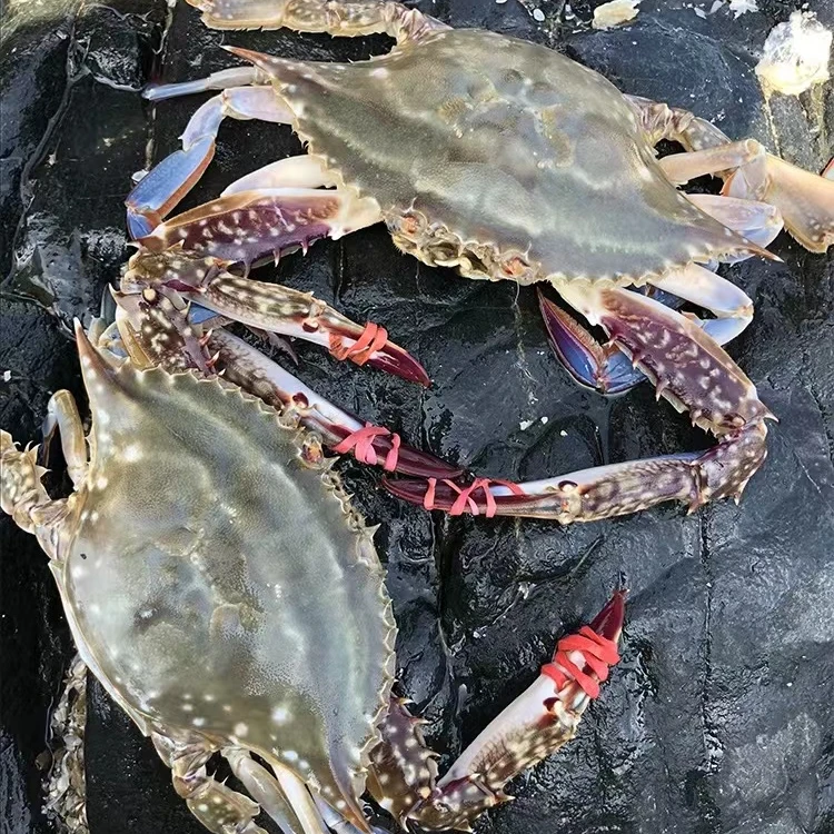 【保鲜不保活】吃肉母蟹 一斤2-3个左右 3-4两一只 天津发货