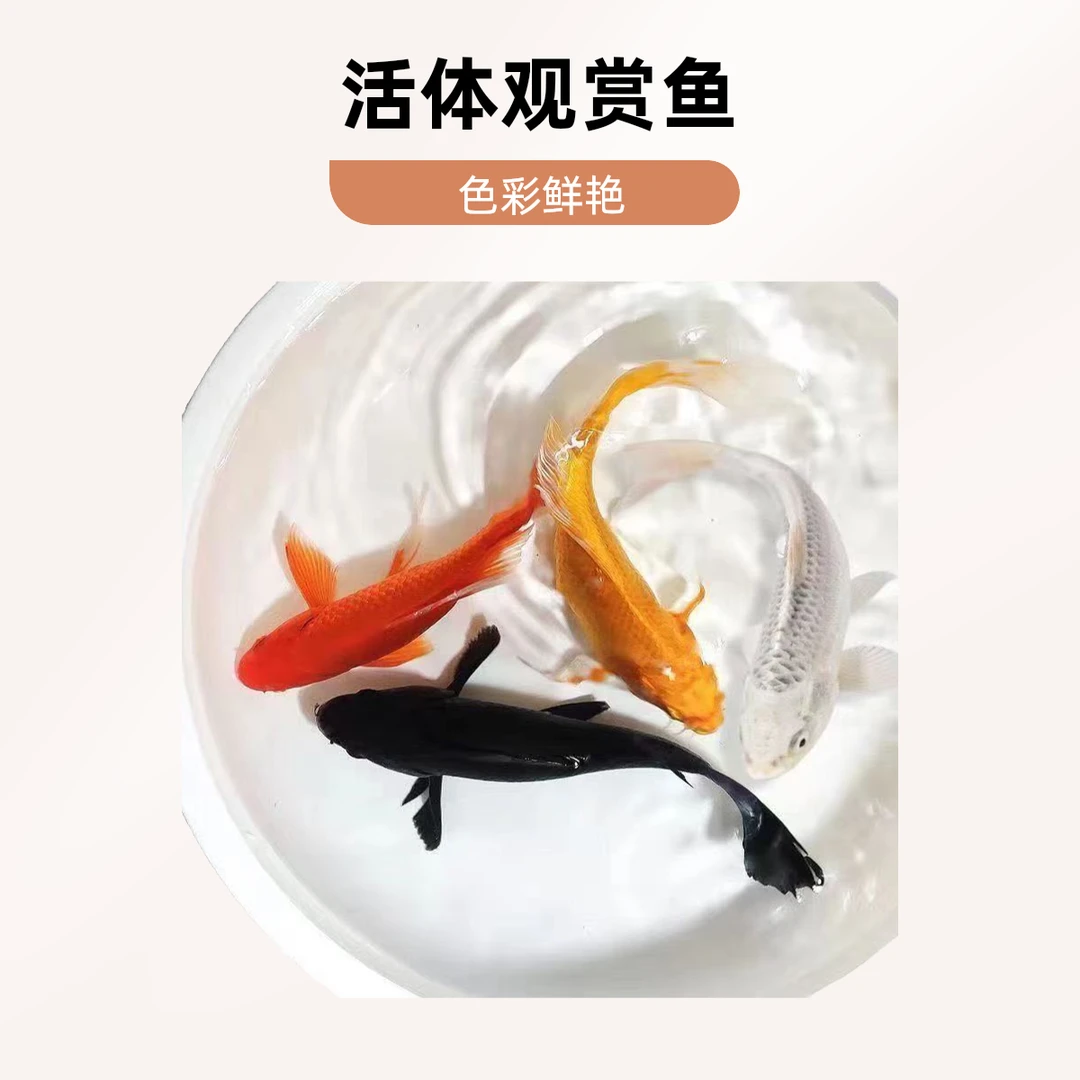 20条精品锦鲤渔场直发二选过后的精品混搭发货