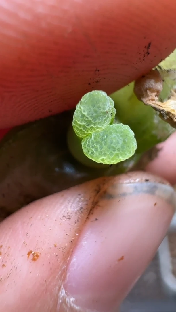 【闪购商品】2/4-104