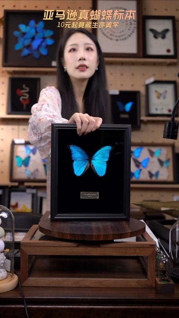 蒼**年蝴蝶标本摆件一口价a107