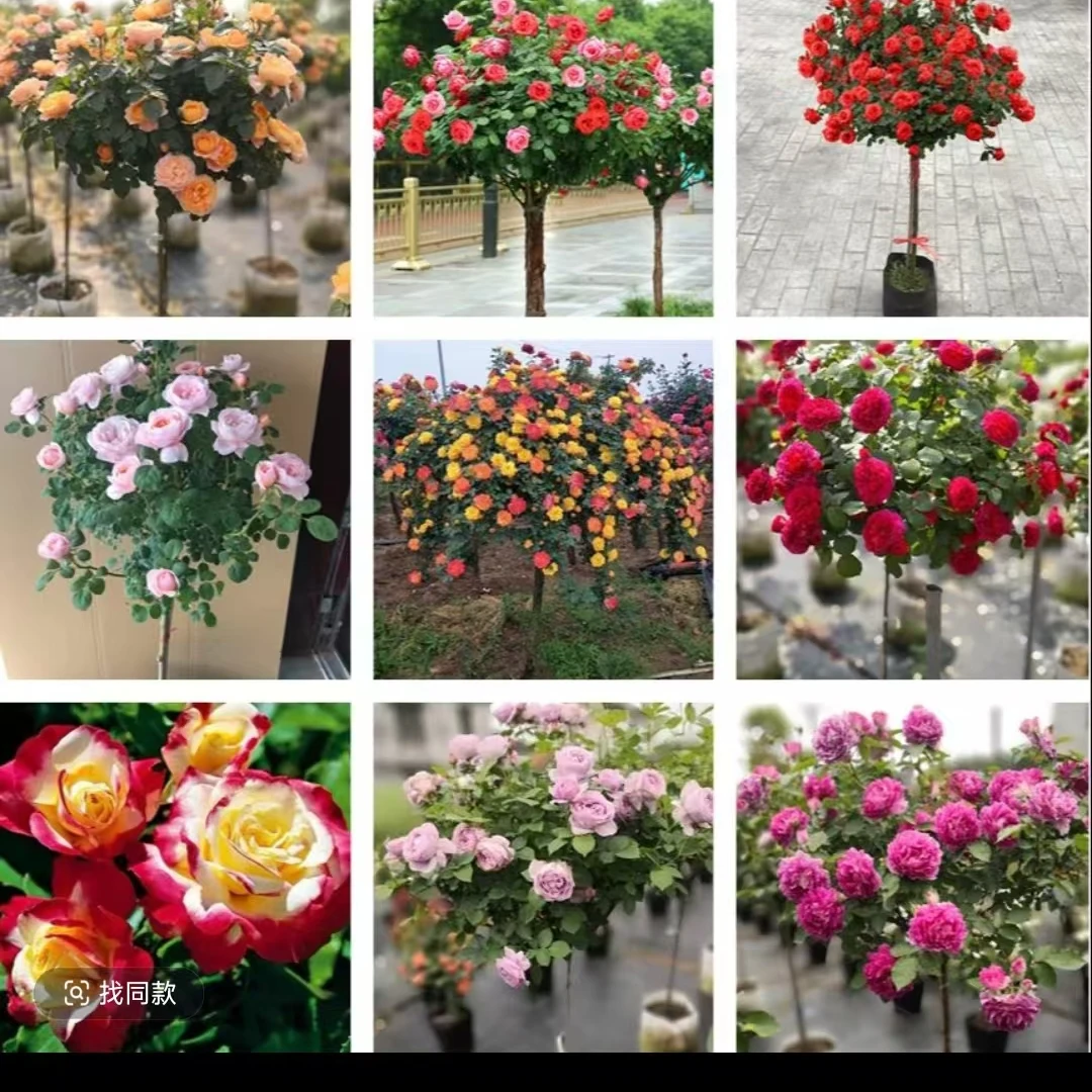 一物一拍大树桩棒棒糖型月季耐寒耐寒四季花卉植物