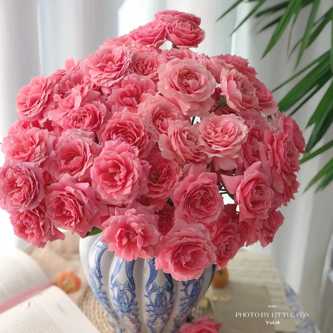 【多头玫瑰-粉色啦啦队】顺丰包邮 山东基地直发 48H发货