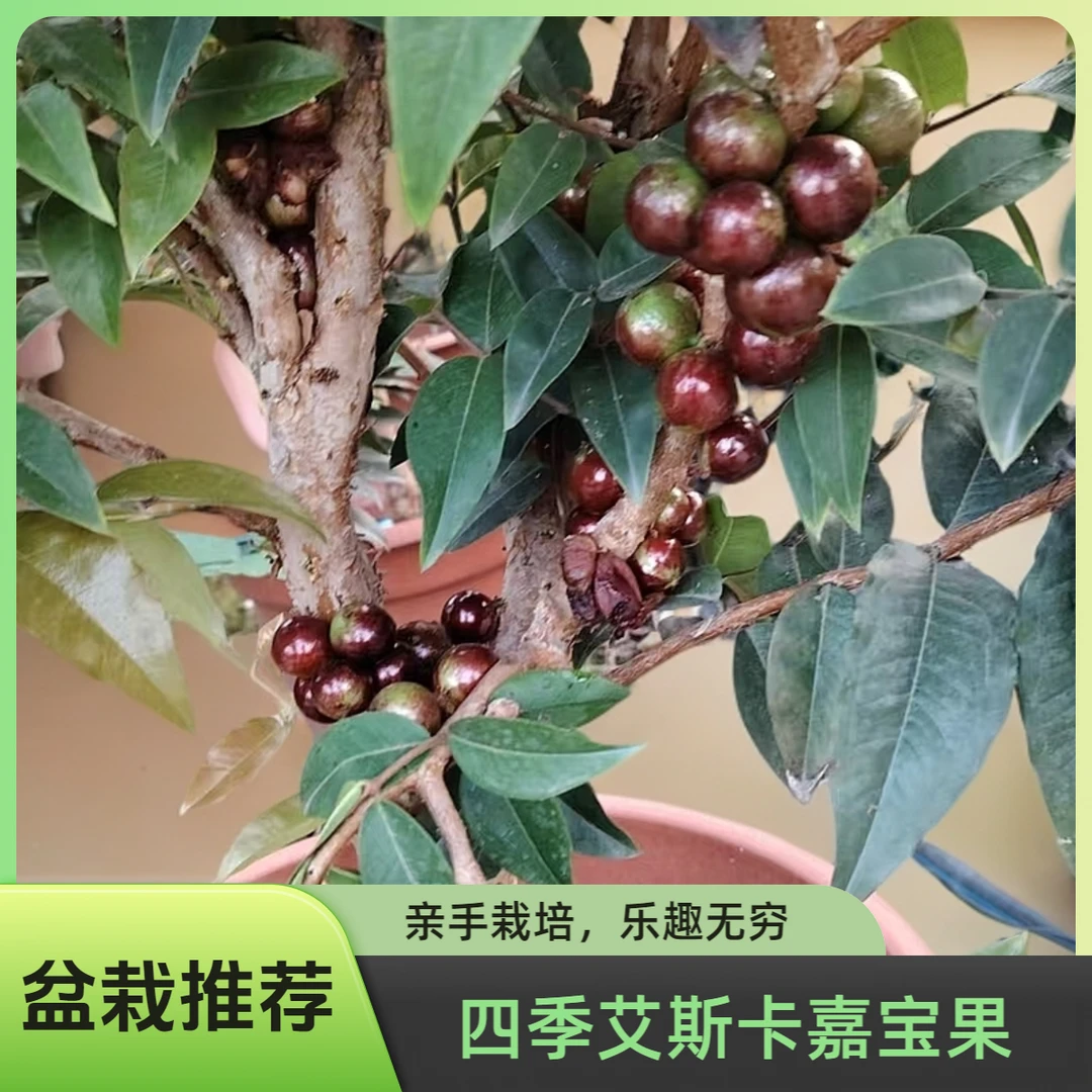 艾斯卡嘉宝果树葡萄阳台楼顶庭院盆栽推荐品种四季常绿顺丰包邮