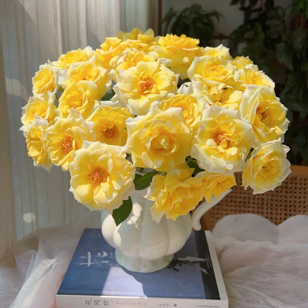 【独鬏鬏优选】酿植鲜花 [奶油起司] 多头玫瑰 奶油色可爱 顺丰配送
