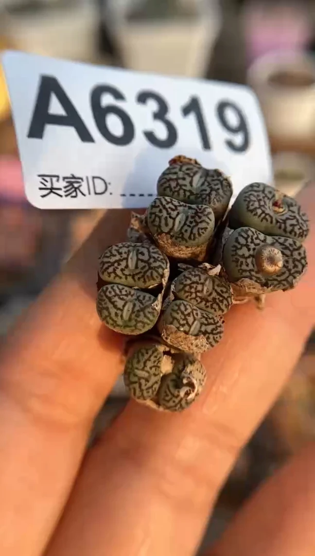 【闪购商品】6319直播一物一拍