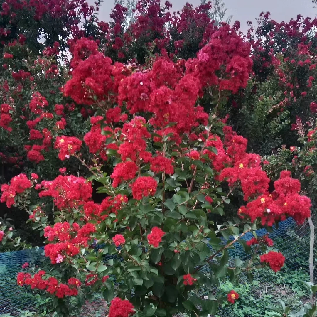 定制专拍 红火箭紫薇