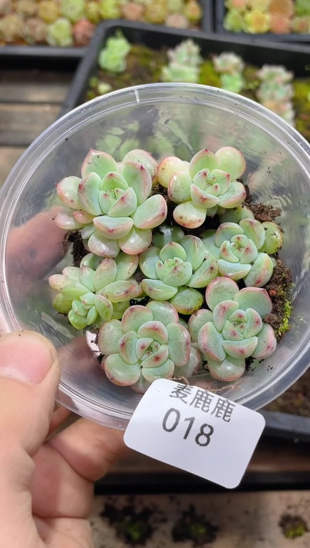 018 金缕珍妮     量拍
