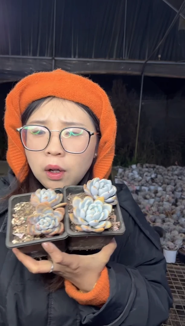 【闪购商品】70-漫漫雪两颗带盆土5