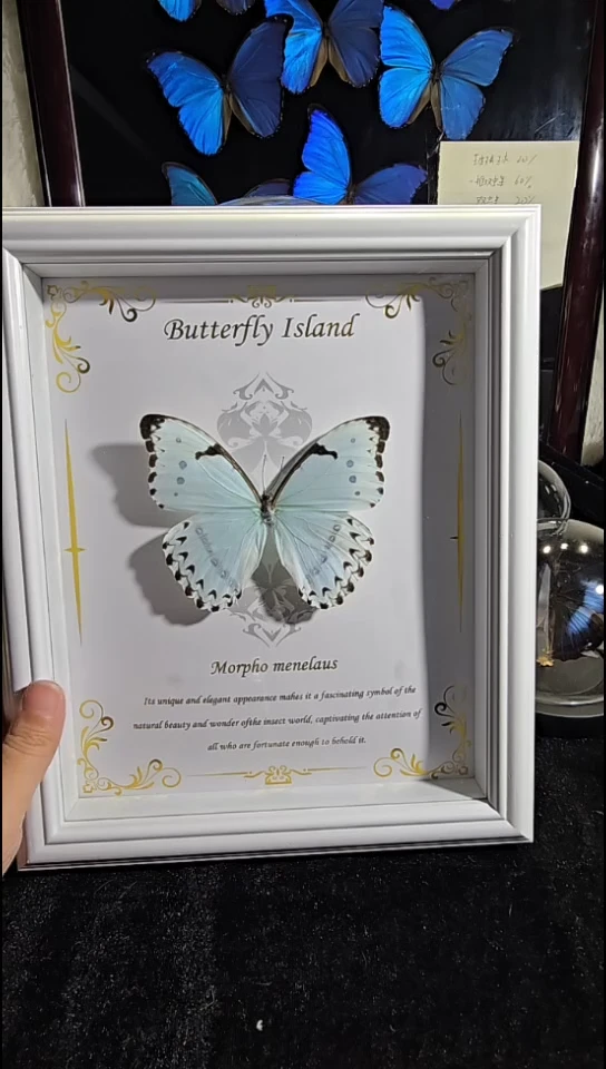 肯特白精美蝴蝶标本