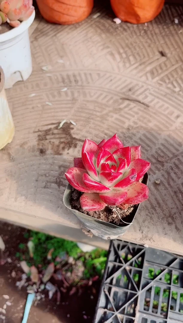 清*?跃跃精品多肉01104