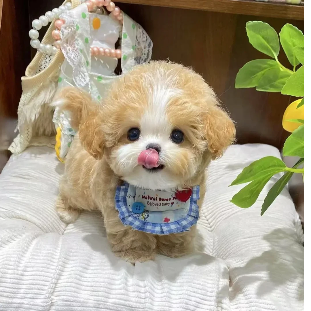 【云哥宠物】活体泰迪熊幼犬狗狗链接一物一拍